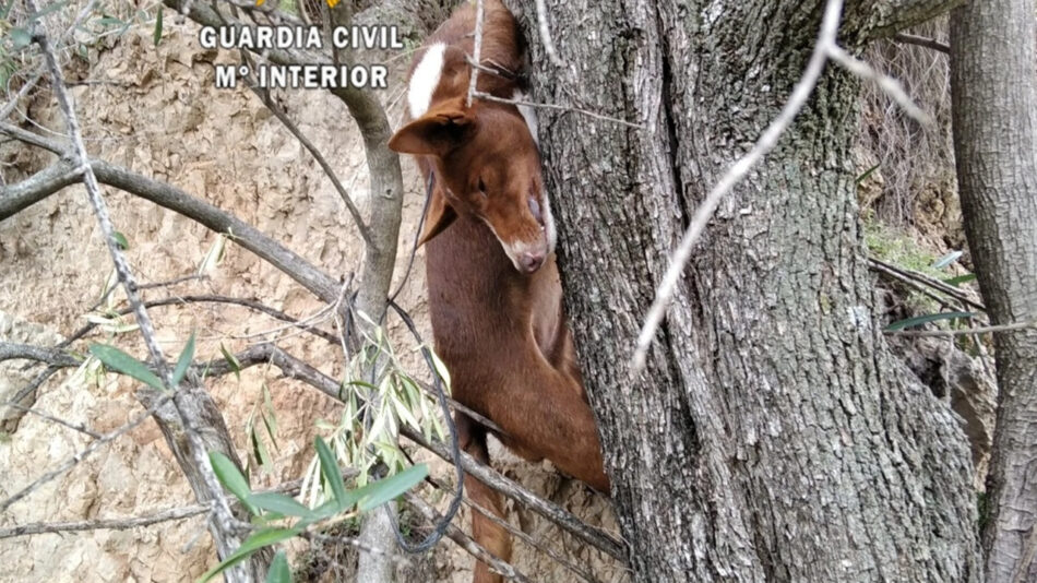 Un año de prisión, retirada de licencia y un curso de bienestar animal para los cazadores que ahorcaron a un perro en Almogía