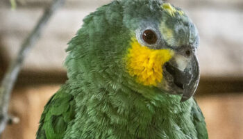 El Partido Animalista propone vetar la importación de especies exóticas en sus aportaciones al listado positivo