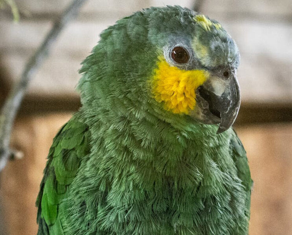 El Partido Animalista propone vetar la importación de especies exóticas en sus aportaciones al listado positivo