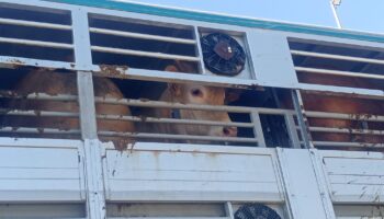 Activistas documentan la realidad de los animales a las puertas de un matadero de Buñol