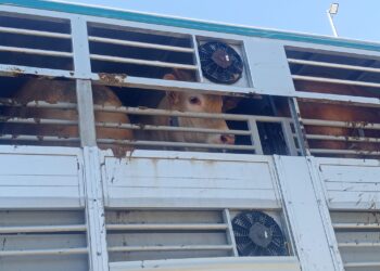 Activistas documentan la realidad de los animales a las puertas de un matadero de Buñol