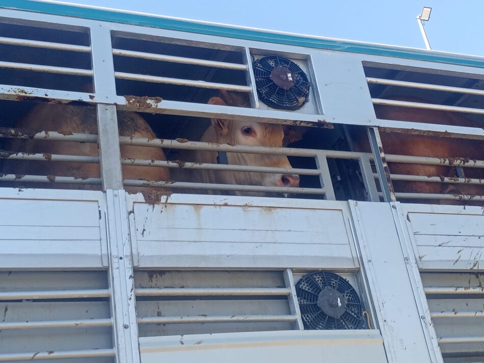 Activistas documentan la realidad de los animales a las puertas de un matadero de Buñol