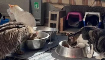 Compromís propone la creación de un Fondo para Refugios Comarcales de Animales de Compañía dotado con dos millones de euros