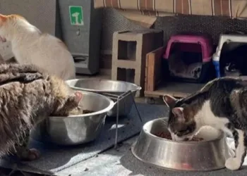Compromís propone la creación de un Fondo para Refugios Comarcales de Animales de Compañía dotado con dos millones de euros