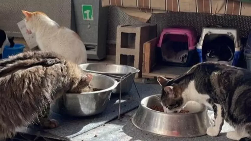 Compromís propone la creación de un Fondo para Refugios Comarcales de Animales de Compañía dotado con dos millones de euros