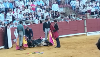 Denuncian a la escuela taurina de Córdoba por la agonía extrema de un novillo durante una becerrada en clase práctica