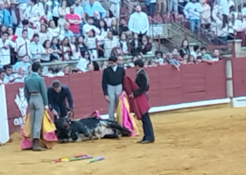 Denuncian a la escuela taurina de Córdoba por la agonía extrema de un novillo durante una becerrada en clase práctica