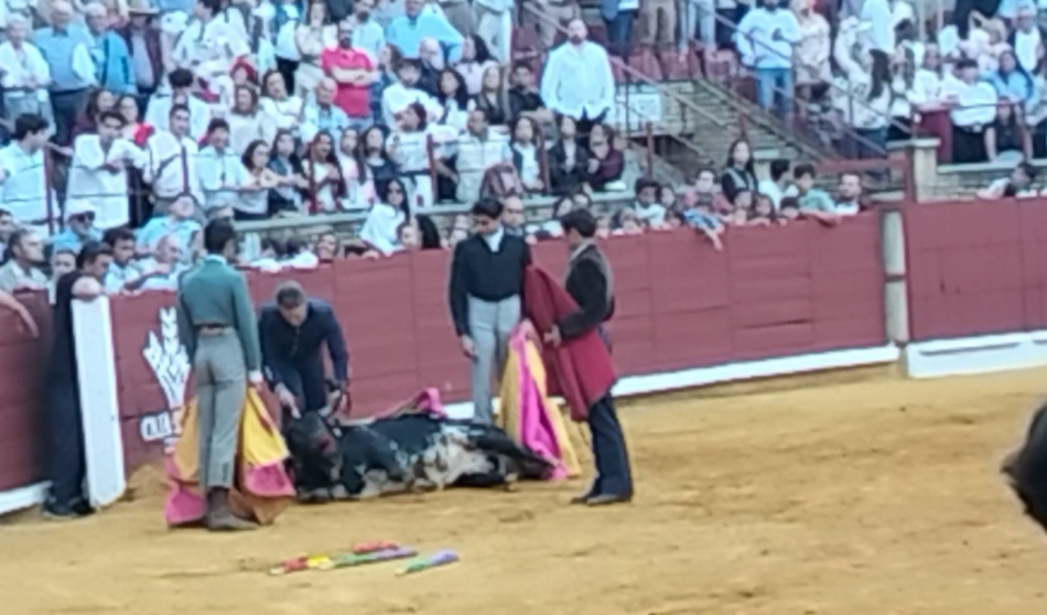 Denuncian a la escuela taurina de Córdoba por la agonía extrema de un novillo durante una becerrada en clase práctica