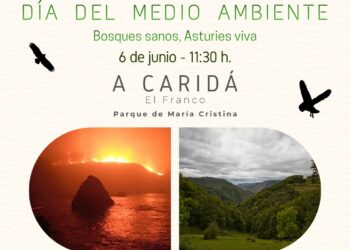 Las organizaciones ambientales de Asturies reivindican en el día del Medio Ambiente una política forestal que priorice la conservación y la apuesta por las especies autóctonas