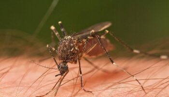 Cómo los mosquitos nos encuentran y nos pican (y por qué no nos ocurre a todas las personas por igual)