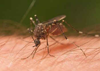 Cómo los mosquitos nos encuentran y nos pican (y por qué no nos ocurre a todas las personas por igual)