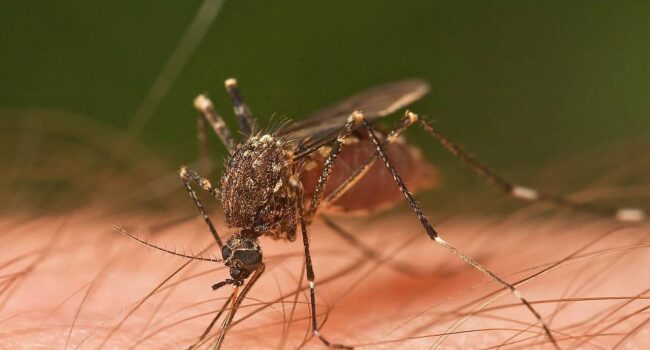 Cómo los mosquitos nos encuentran y nos pican (y por qué no nos ocurre a todas las personas por igual)
