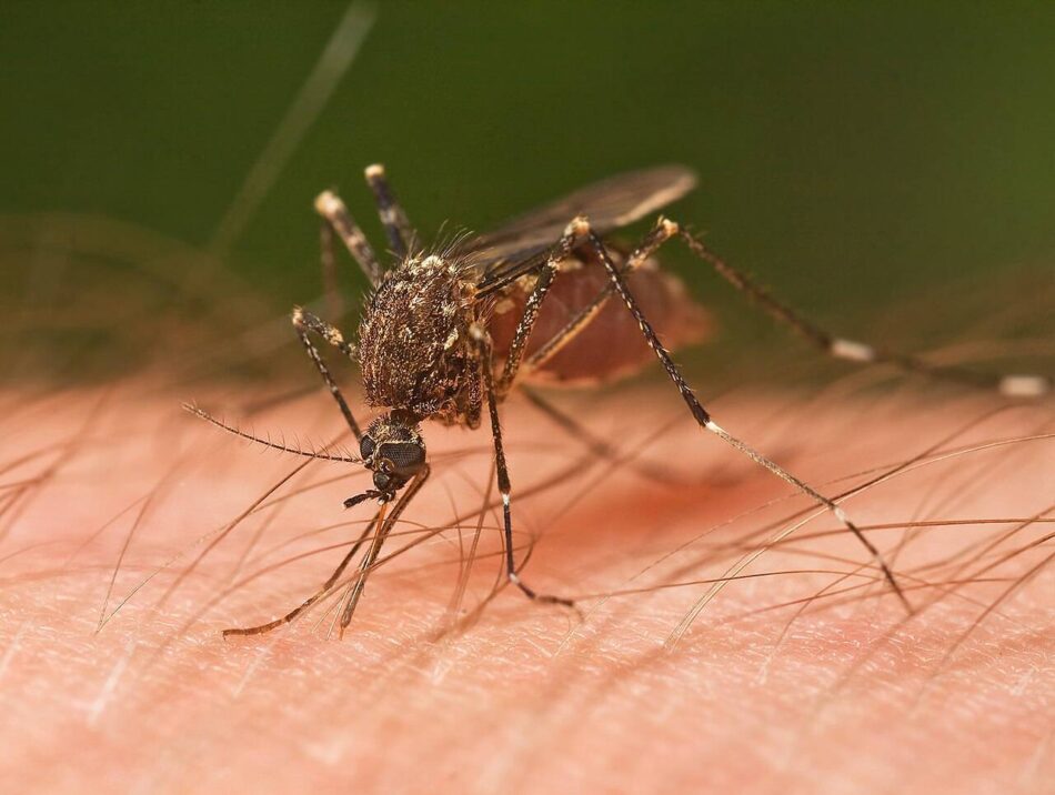 Cómo los mosquitos nos encuentran y nos pican (y por qué no nos ocurre a todas las personas por igual)