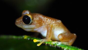 Documentan la pérdida del 67 % de las especies de anfibios de una reserva natural en Colombia