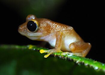 Documentan la pérdida del 67 % de las especies de anfibios de una reserva natural en Colombia
