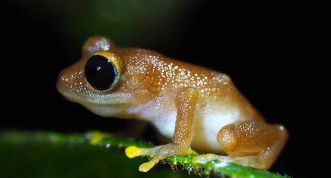Documentan la pérdida del 67 % de las especies de anfibios de una reserva natural en Colombia
