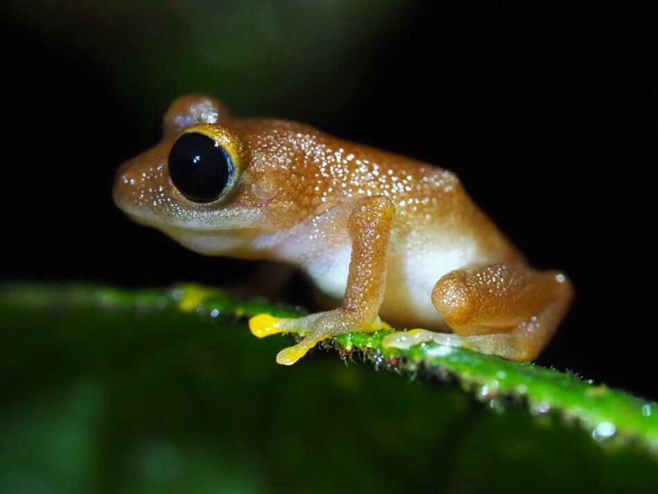 Documentan la pérdida del 67 % de las especies de anfibios de una reserva natural en Colombia