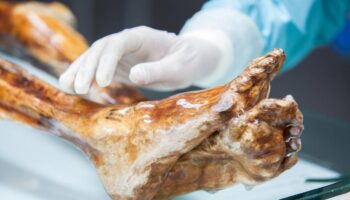 El cuerpo de Ötzi, el Hombre de Hielo, sigue teniendo actividad microbiana 5 300 años después