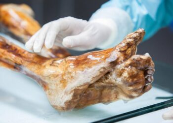 El cuerpo de Ötzi, el Hombre de Hielo, sigue teniendo actividad microbiana 5 300 años después