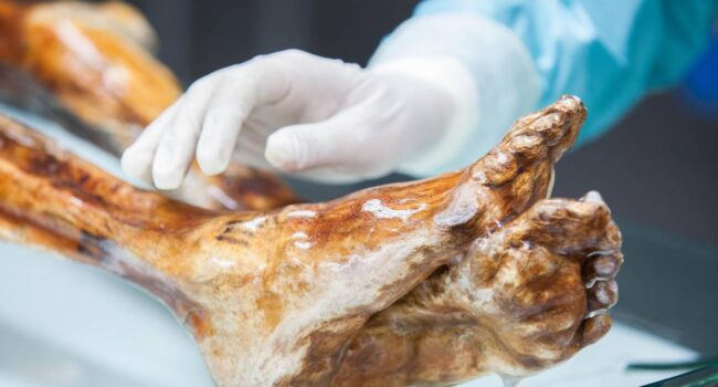 El cuerpo de Ötzi, el Hombre de Hielo, sigue teniendo actividad microbiana 5 300 años después