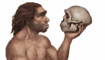 El tamaño corporal de los homínidos no evolucionó por igual en todas las especies