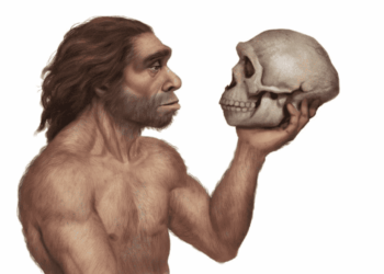 El tamaño corporal de los homínidos no evolucionó por igual en todas las especies