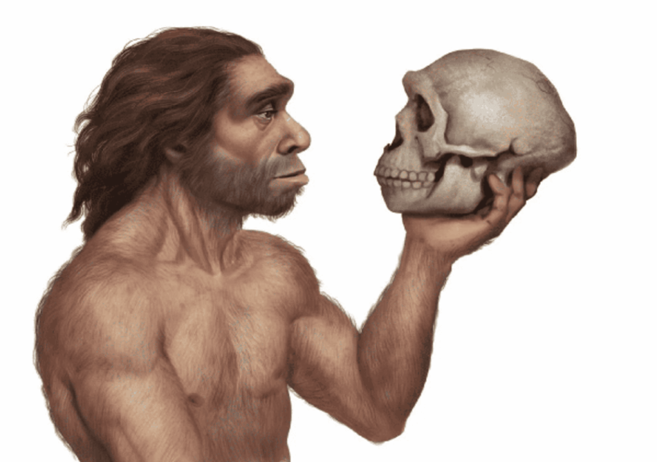 El tamaño corporal de los homínidos no evolucionó por igual en todas las especies