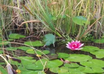 Ecologistas en Acción reclama la reapertura de la «Estufa Fría» del Parque Príncipe (Cáceres)