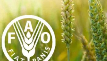 La FAO prevé disminución de la producción y comercio de cereales en 2027