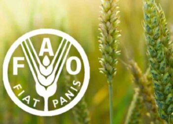 La FAO prevé disminución de la producción y comercio de cereales en 2027