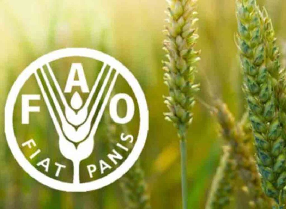 La FAO prevé disminución de la producción y comercio de cereales en 2027