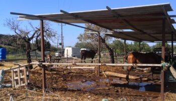 Progreso en Verde exige la suspensión inmediata del servicio de galeras de Palma por no llevarse a cabo la revisión veterinaria anual obligatoria