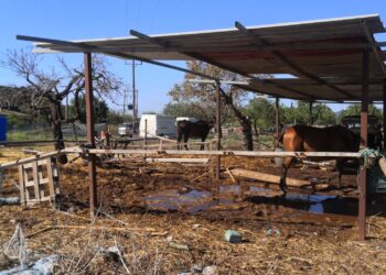 Progreso en Verde exige la suspensión inmediata del servicio de galeras de Palma por no llevarse a cabo la revisión veterinaria anual obligatoria