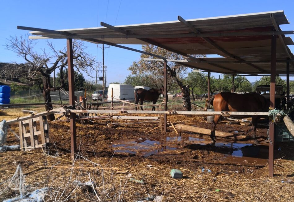 Progreso en Verde exige la suspensión inmediata del servicio de galeras de Palma por no llevarse a cabo la revisión veterinaria anual obligatoria