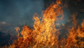 Alianza Verde lamenta el acuerdo entre PP y VOX en Castilla y León que deja en manos de la ultraderecha negacionista la política ambiental