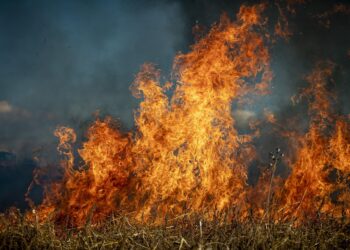 Alianza Verde lamenta el acuerdo entre PP y VOX en Castilla y León que deja en manos de la ultraderecha negacionista la política ambiental