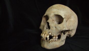 La evidencia más antigua de peste revela brotes letales entre cazadores-recolectores hace 5.500 años