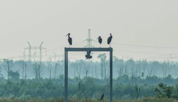 La guerra de Ucrania modifica el comportamiento de la fauna en Chernóbil