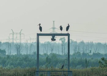 La guerra de Ucrania modifica el comportamiento de la fauna en Chernóbil