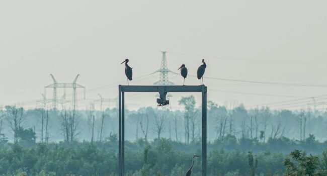 La guerra de Ucrania modifica el comportamiento de la fauna en Chernóbil