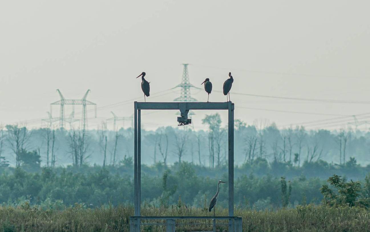 La guerra de Ucrania modifica el comportamiento de la fauna en Chernóbil - Tercera Información