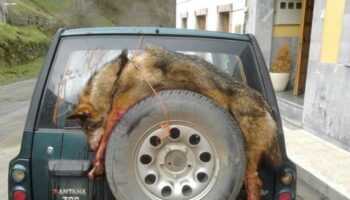Anuncian nuevas matanzas de lobos para septiembre en Asturias