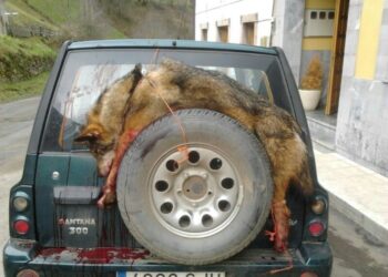 Anuncian nuevas matanzas de lobos para septiembre en Asturias