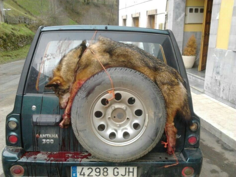 Anuncian nuevas matanzas de lobos para septiembre en Asturias