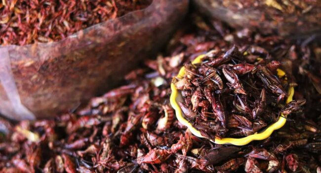 Los ‘Homo sapiens’ europeos consumían menos insectos que las poblaciones tropicales y los neandertales