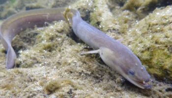 Las organizaciones ecologistas denuncian que los intereses partidistas impiden proteger especies amenazadas y exigen decisiones basadas en la ciencia 