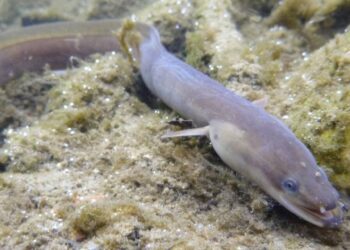 Las organizaciones ecologistas denuncian que los intereses partidistas impiden proteger especies amenazadas y exigen decisiones basadas en la ciencia 