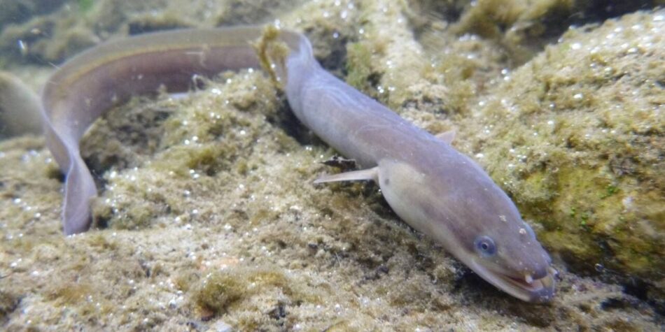 Las organizaciones ecologistas denuncian que los intereses partidistas impiden proteger especies amenazadas y exigen decisiones basadas en la ciencia 