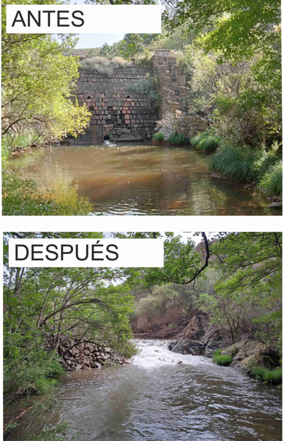 Retirada la principal barrera abandonada del río Riato: Barbos y truchas autóctonas del embalse de Atazar podrán reproducirse en los ríos Riato y La Puebla