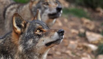 Ecologistas en Acción rechaza la posible modificación del informe sexenal del lobo en la Conferencia Sectorial de Medio Ambiente que se celebrará el lunes